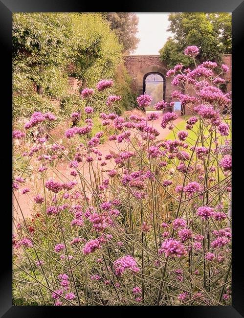 Verbena Sanctuary Framed Print by Peter Lewis