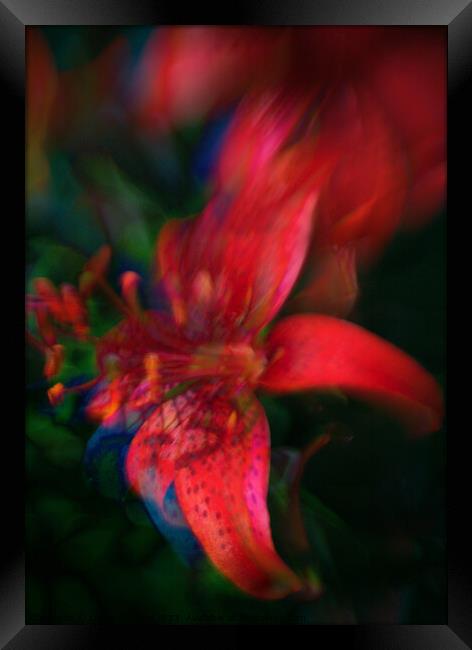 Plant flower Framed Print by Larisa Siverina