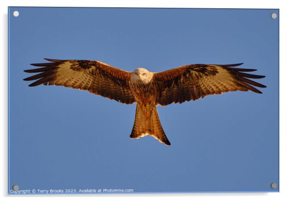 Red Kite Milvus milvus Bird of Prey in Flight Acrylic by Terry Brooks