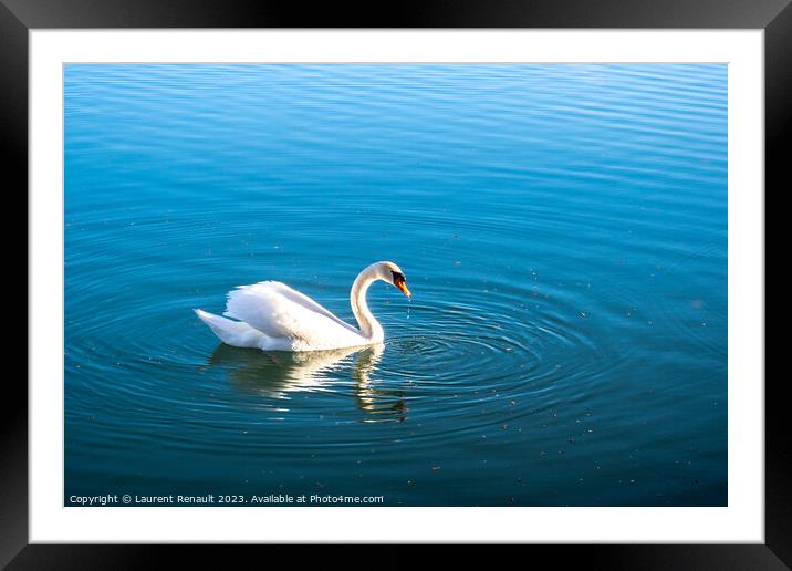 Mute swan gliding across a lake at dawn Framed Mounted Print by Laurent Renault