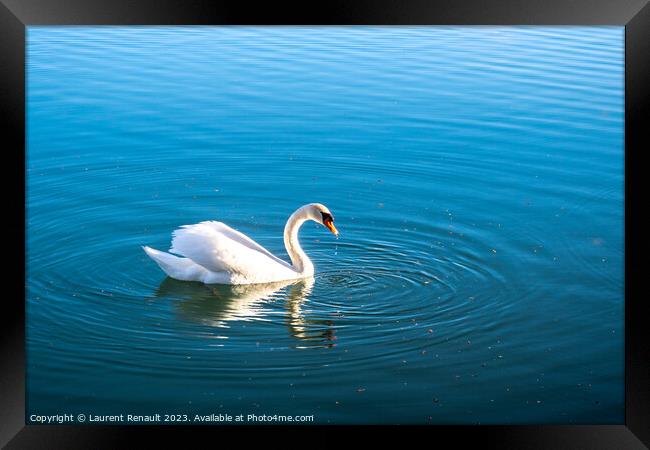 Mute swan gliding across a lake at dawn Framed Print by Laurent Renault