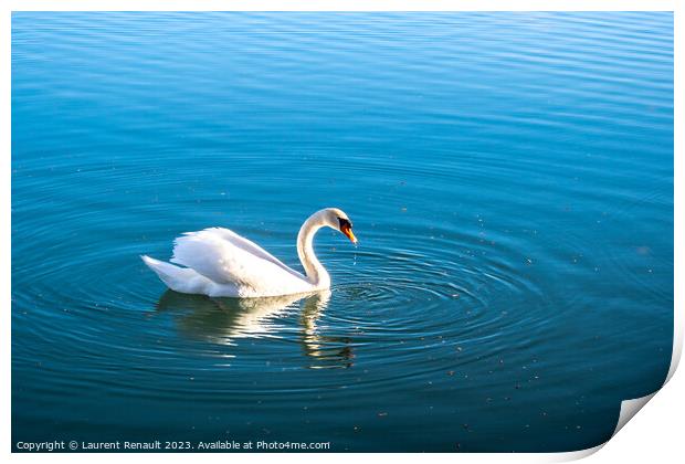 Mute swan gliding across a lake at dawn Print by Laurent Renault