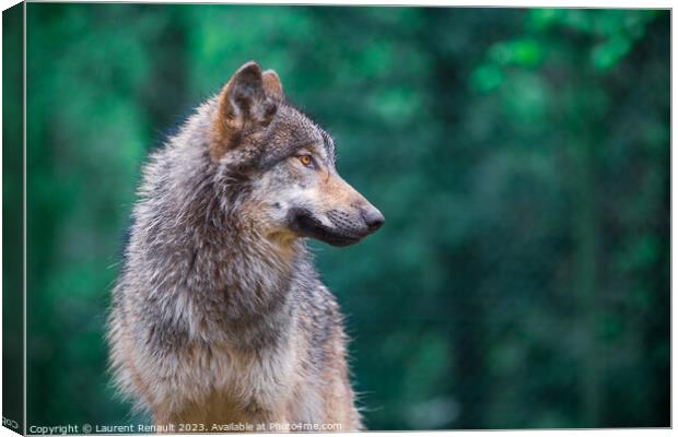 Grey wolf (Canis Lupus) looking right in the forest Canvas Print by Laurent Renault
