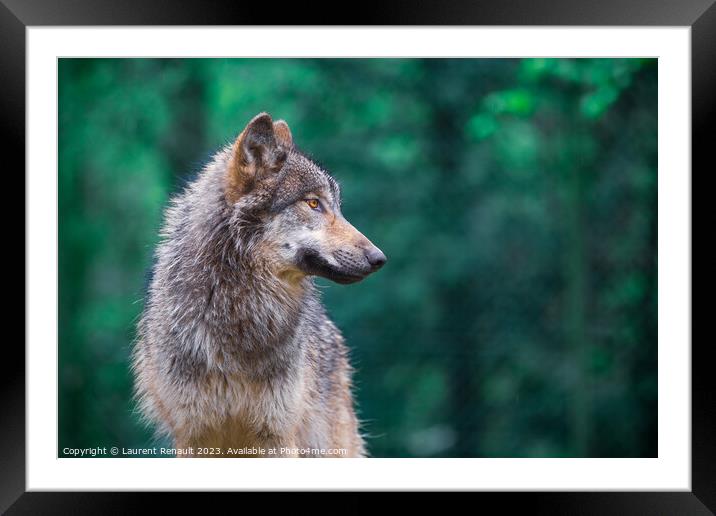 Grey wolf (Canis Lupus) looking right in the forest Framed Mounted Print by Laurent Renault