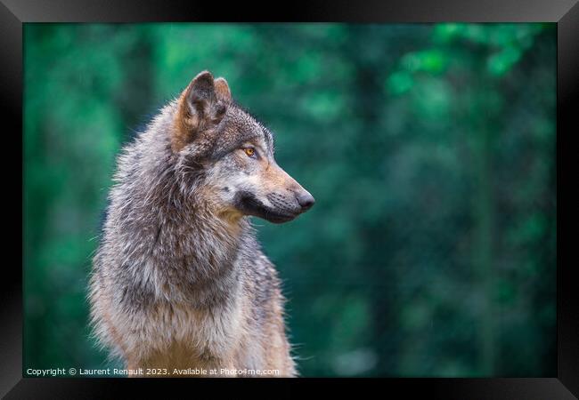 Grey wolf (Canis Lupus) looking right in the forest Framed Print by Laurent Renault