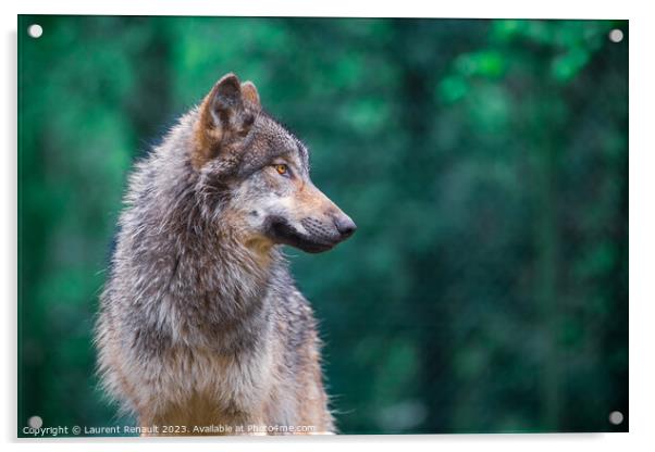 Grey wolf (Canis Lupus) looking right in the forest Acrylic by Laurent Renault