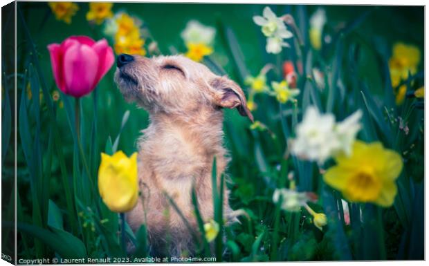 The scent of flowers for a dog Canvas Print by Laurent Renault