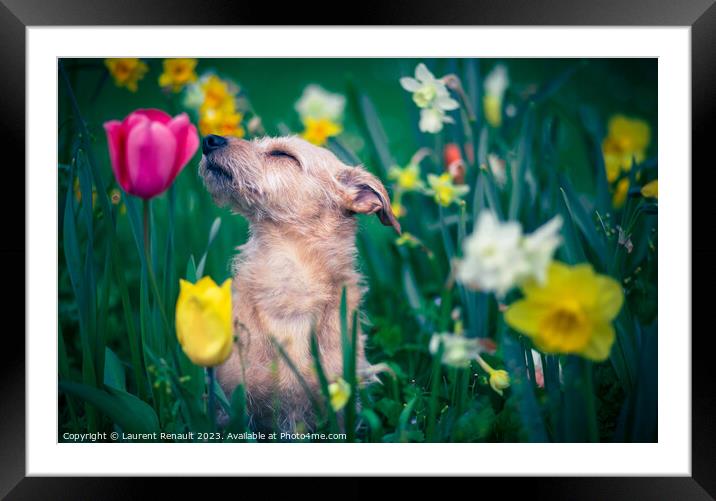 The scent of flowers for a dog Framed Mounted Print by Laurent Renault