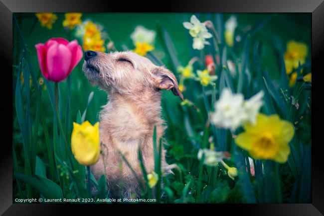 The scent of flowers for a dog Framed Print by Laurent Renault