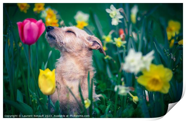 The scent of flowers for a dog Print by Laurent Renault