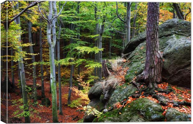 Mountain Forest In Autumn Canvas Print by Artur Bogacki