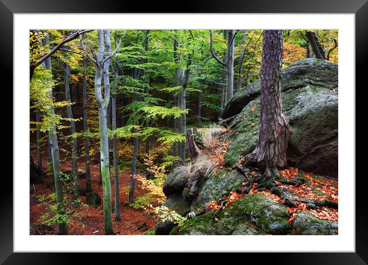 Mountain Forest In Autumn Framed Mounted Print by Artur Bogacki