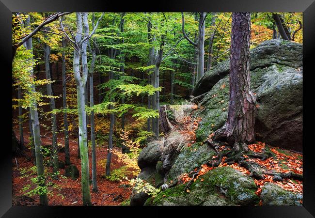 Mountain Forest In Autumn Framed Print by Artur Bogacki