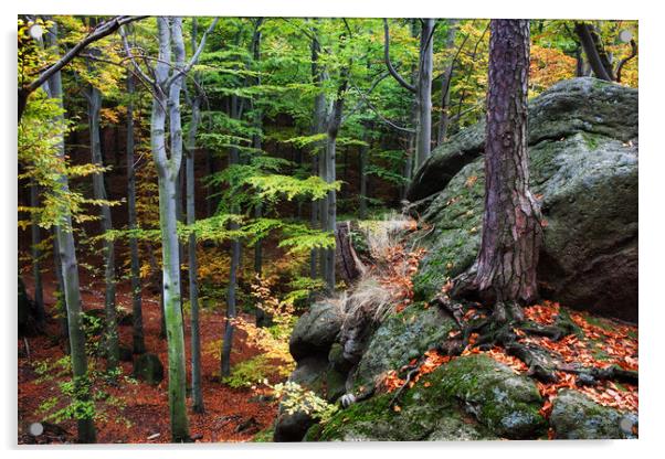 Mountain Forest In Autumn Acrylic by Artur Bogacki