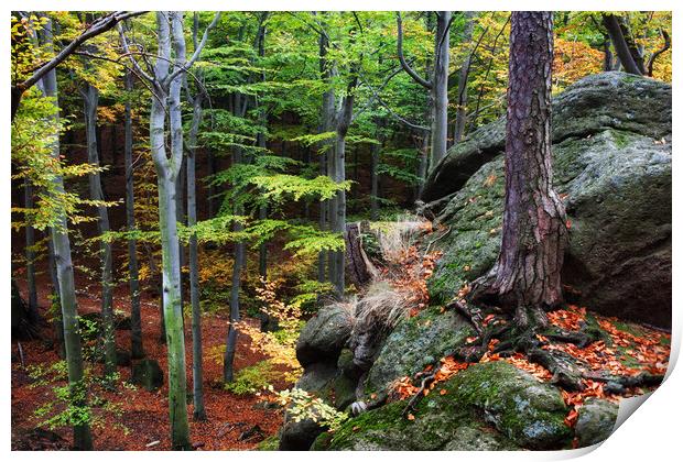 Mountain Forest In Autumn Print by Artur Bogacki