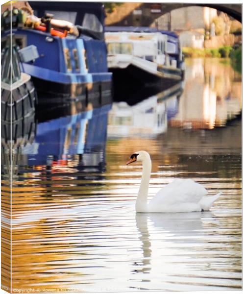 Swan on Kennet & Avon Canal Canvas Print by Rowena Ko