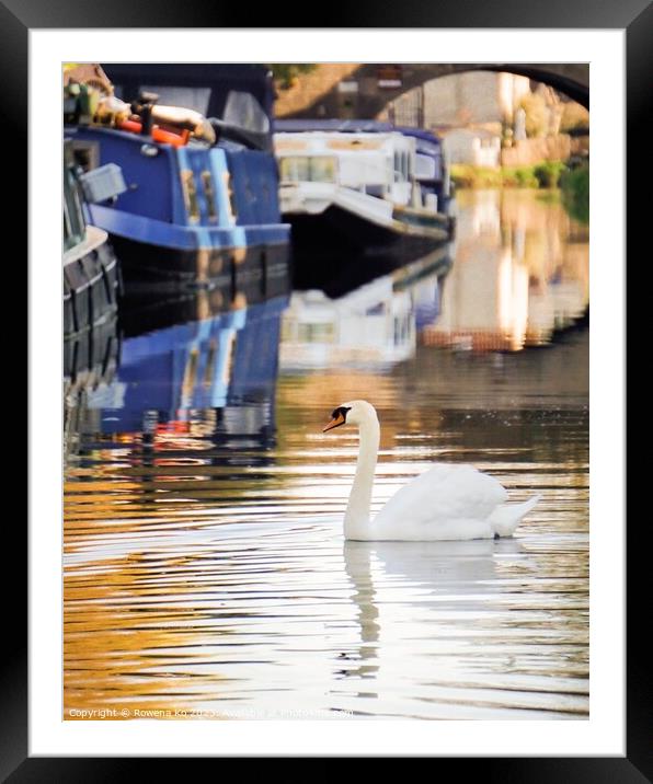 Swan on Kennet & Avon Canal Framed Mounted Print by Rowena Ko