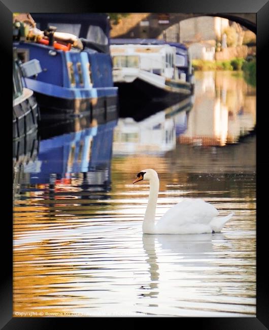 Swan on Kennet & Avon Canal Framed Print by Rowena Ko