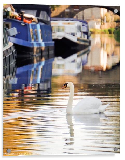 Swan on Kennet & Avon Canal Acrylic by Rowena Ko