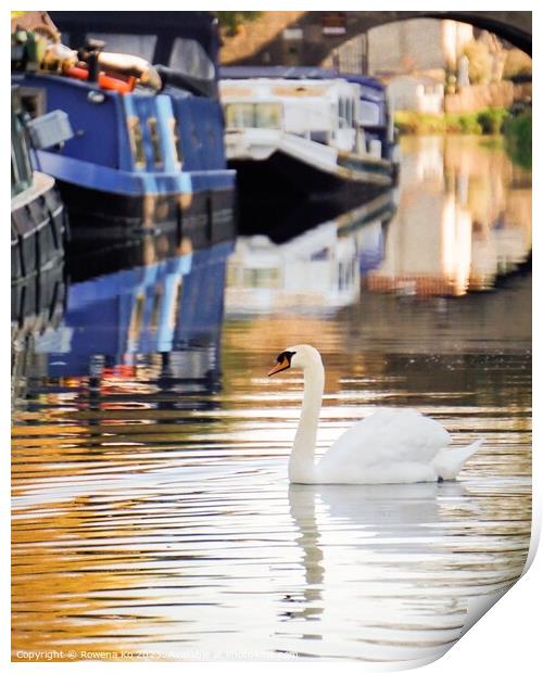 Swan on Kennet & Avon Canal Print by Rowena Ko