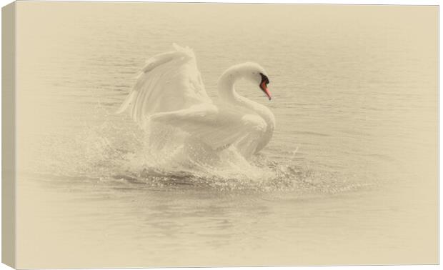 Portrait of a swan Canvas Print by kathy white