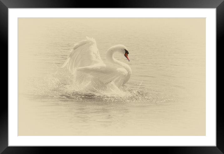 Portrait of a swan Framed Mounted Print by kathy white