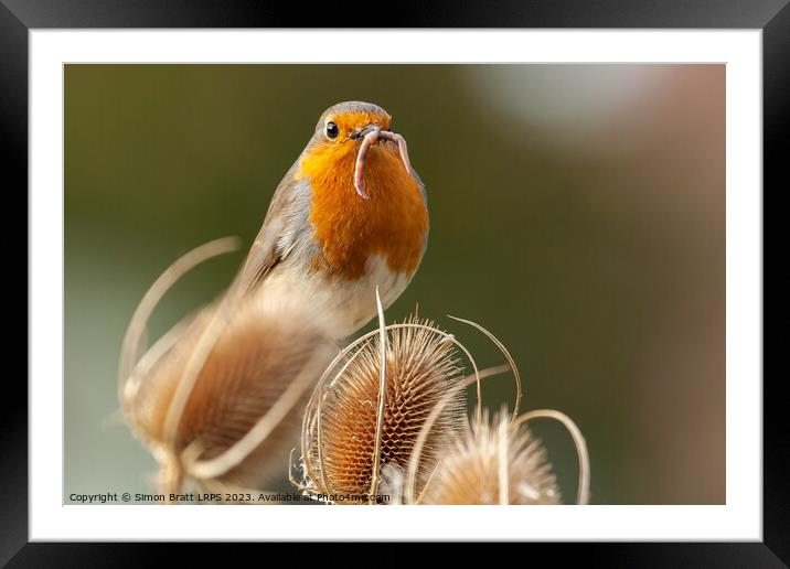 Early bird catches the worm Robin Redbreast Framed Mounted Print by Simon Bratt LRPS