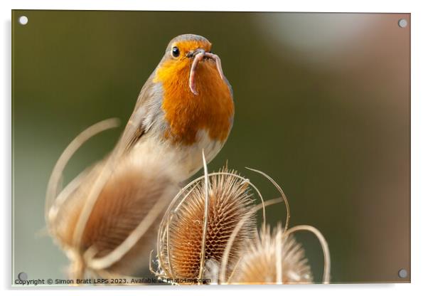 Early bird catches the worm Robin Redbreast Acrylic by Simon Bratt LRPS