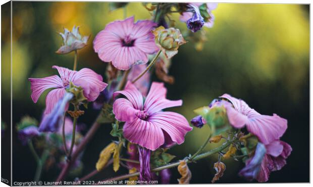 Rose Mallow Silver Cup in the garden Canvas Print by Laurent Renault