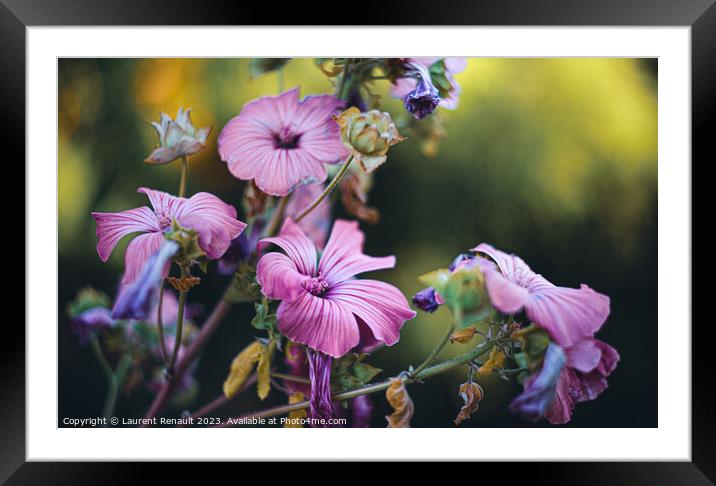 Rose Mallow Silver Cup in the garden Framed Mounted Print by Laurent Renault