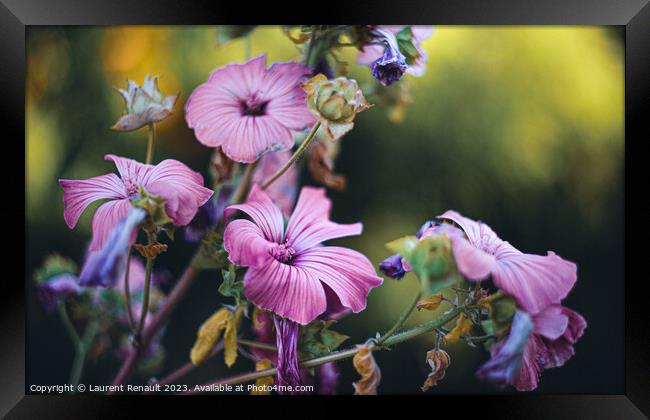 Rose Mallow Silver Cup in the garden Framed Print by Laurent Renault