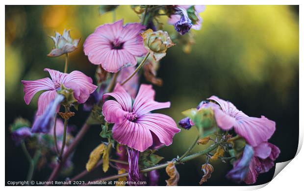 Rose Mallow Silver Cup in the garden Print by Laurent Renault