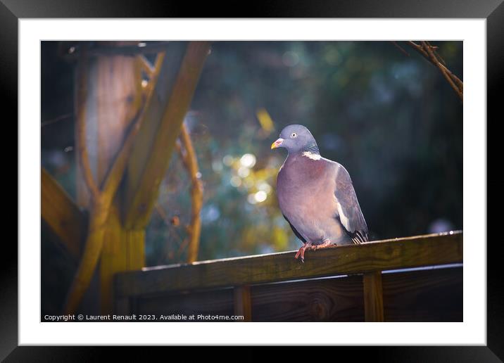 Wood pigeon perching on a fence in the garden Framed Mounted Print by Laurent Renault
