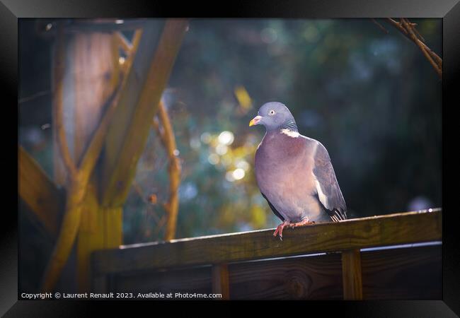 Wood pigeon perching on a fence in the garden Framed Print by Laurent Renault