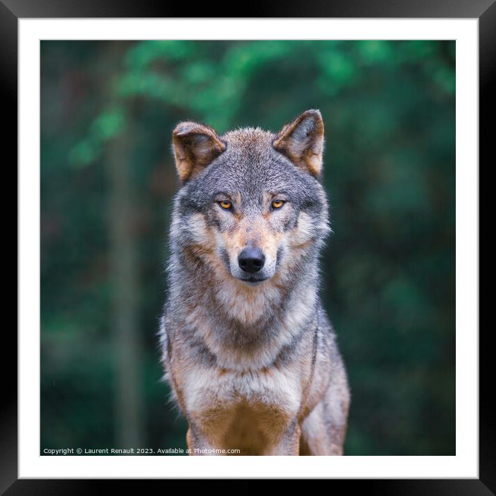 Grey wolf (Canis Lupus) looking straight in the forest Framed Mounted Print by Laurent Renault