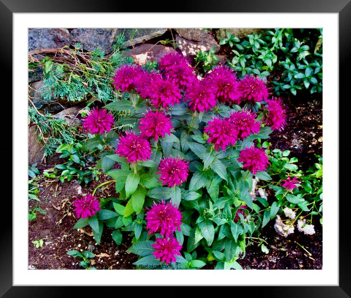 Bright pink flowers Framed Mounted Print by Stephanie Moore