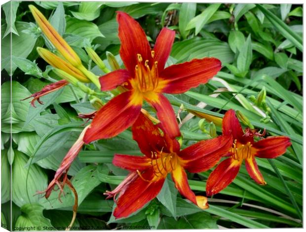 More orange lilies Canvas Print by Stephanie Moore