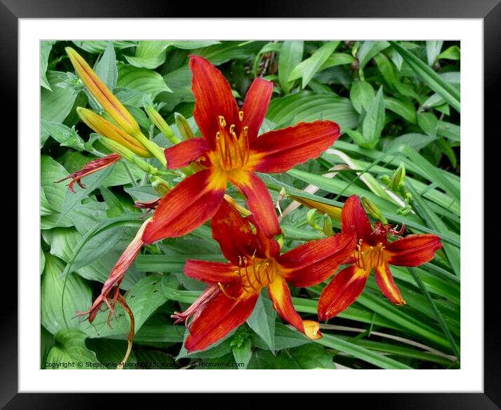 More orange lilies Framed Mounted Print by Stephanie Moore