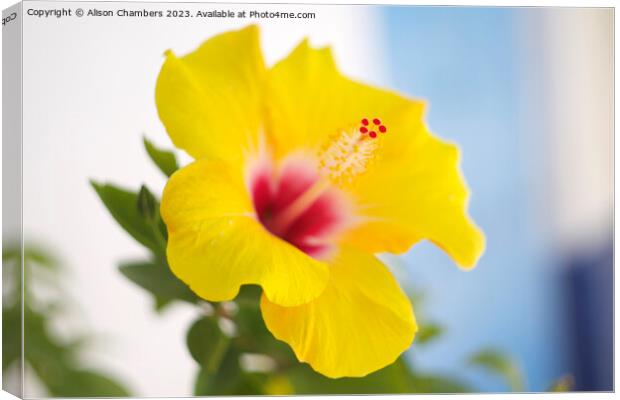 Hibiscus Flower Canvas Print by Alison Chambers