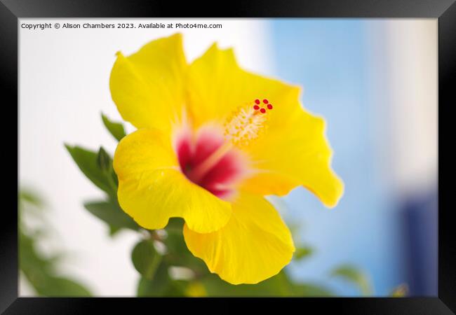 Hibiscus Flower Framed Print by Alison Chambers