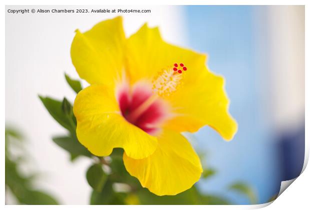 Hibiscus Flower Print by Alison Chambers