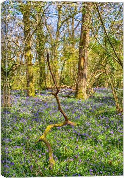 Tranquil Bluebell Woodland in Pamphill Canvas Print by Derek Daniel