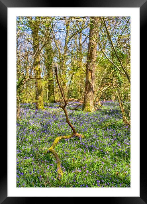 Tranquil Bluebell Woodland in Pamphill Framed Mounted Print by Derek Daniel