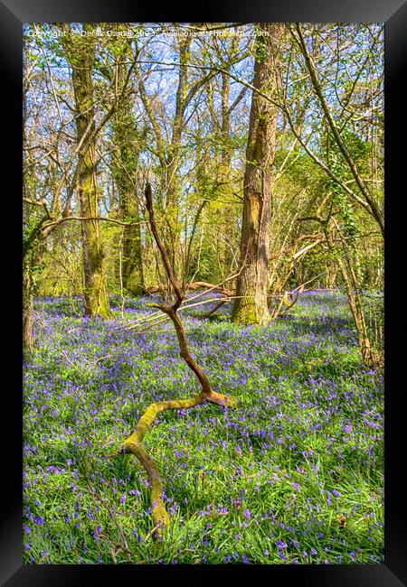 Tranquil Bluebell Woodland in Pamphill Framed Print by Derek Daniel