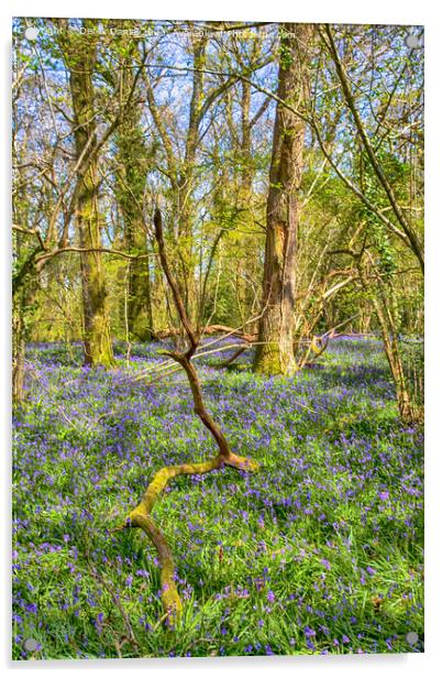Tranquil Bluebell Woodland in Pamphill Acrylic by Derek Daniel