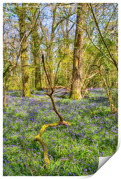 Tranquil Bluebell Woodland in Pamphill Print by Derek Daniel