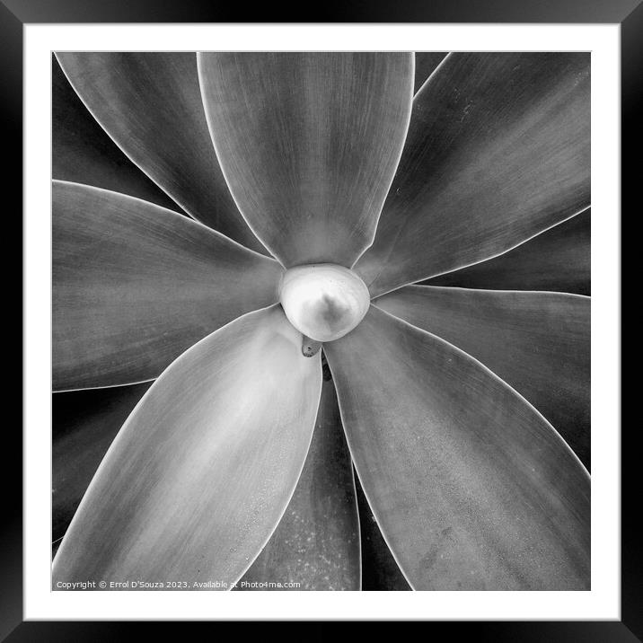 Fox Tail Agave Framed Mounted Print by Errol D'Souza