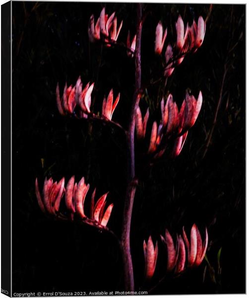 New Zealand Flax Flowers and Stems Canvas Print by Errol D'Souza