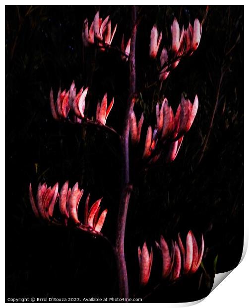 New Zealand Flax Flowers and Stems Print by Errol D'Souza