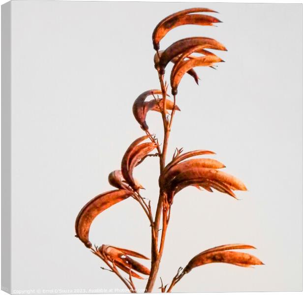New Zealand Flax Flowers and Stems Canvas Print by Errol D'Souza